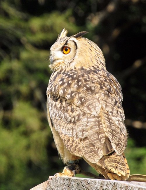 Birds of Prey display at Leeds Castle