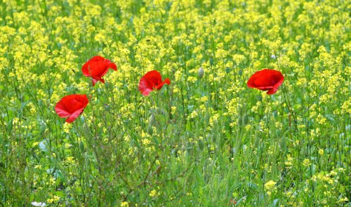 Poppies at Broad Haven, Bosherton