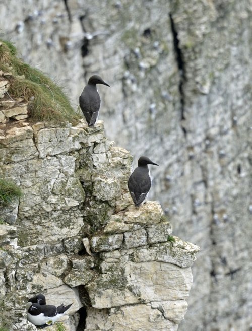 RSPB Bempton Cliffs near Bridlington