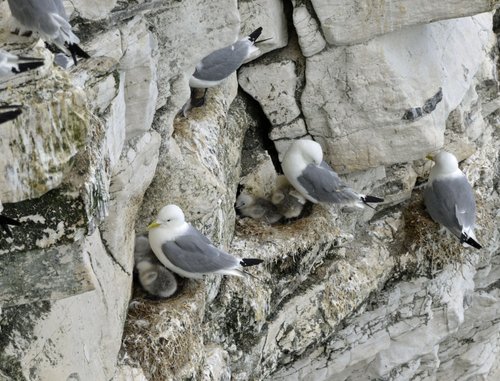 RSPB Bempton Cliffs near Bridlington