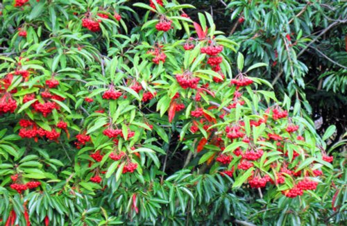 Wakehurst Place Garden