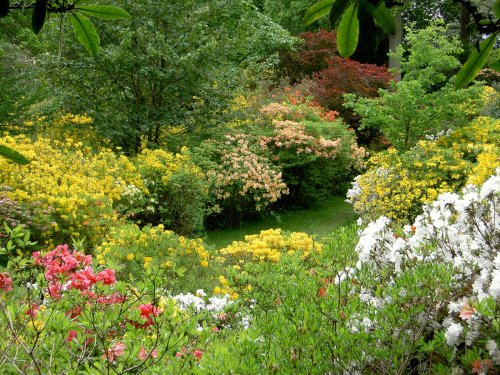 Leonardslee Garden, West Sussex