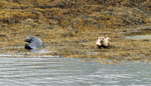 Seals at Loch Linnhe