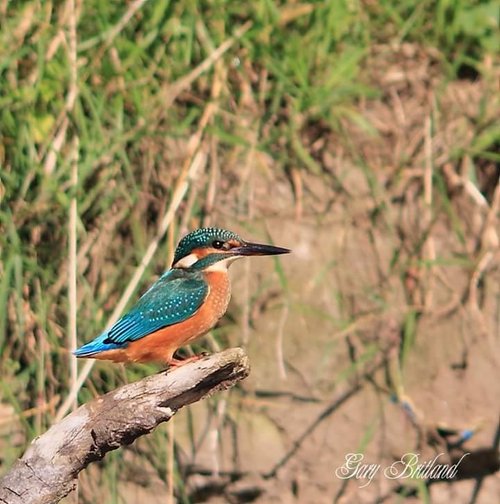 Kingfisher, Hyndburn