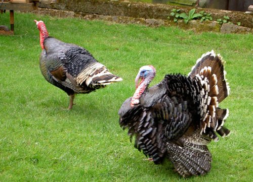Long time until Christmas at Sleightholmedale Lodge Farm