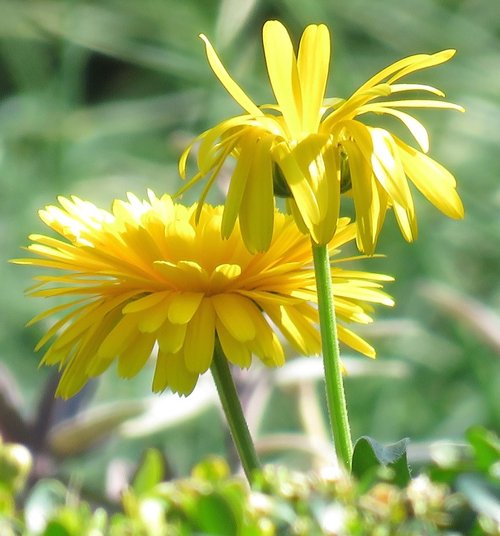 flower eastcote house gardens