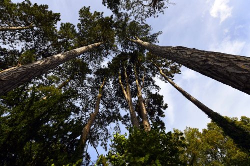 In the grounds of Wenlock Priory