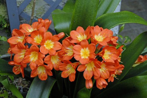 Glenveagh Castle Garden