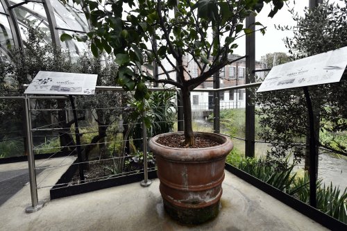 Laverstoke Mill - hot houses growing plants for infusions
