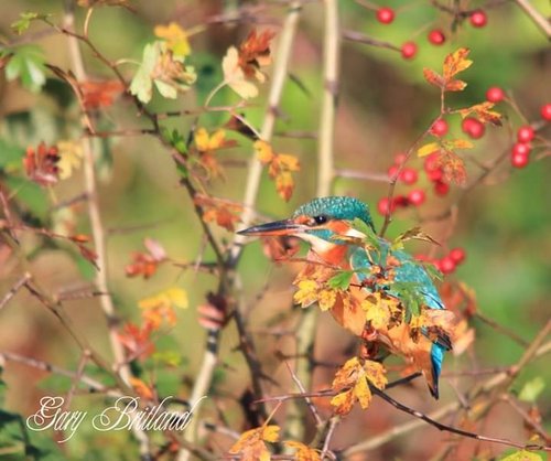 Kingfisher, Hyndburn, Lancashire