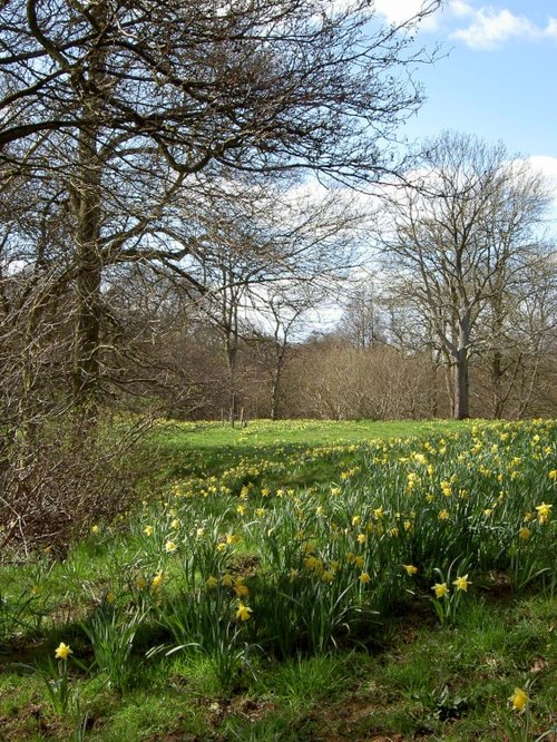 Farndale Daffodil Walk