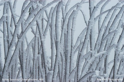 Hoar Frost, nr Acton Turville, Gloucestershire 2010