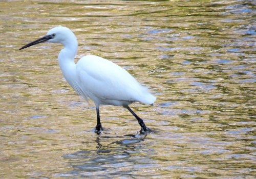 little egret, river Pinn