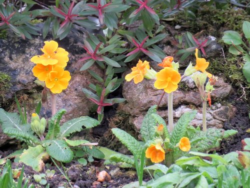 eastcote house gardens