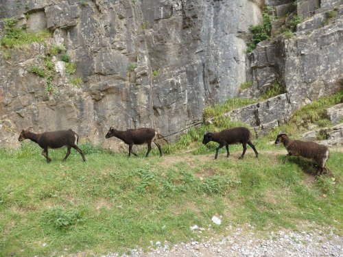 Cheddar Gauge Cheddar