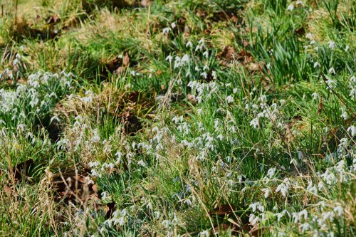 Ightham Mote Grounds, snowdrops galore
