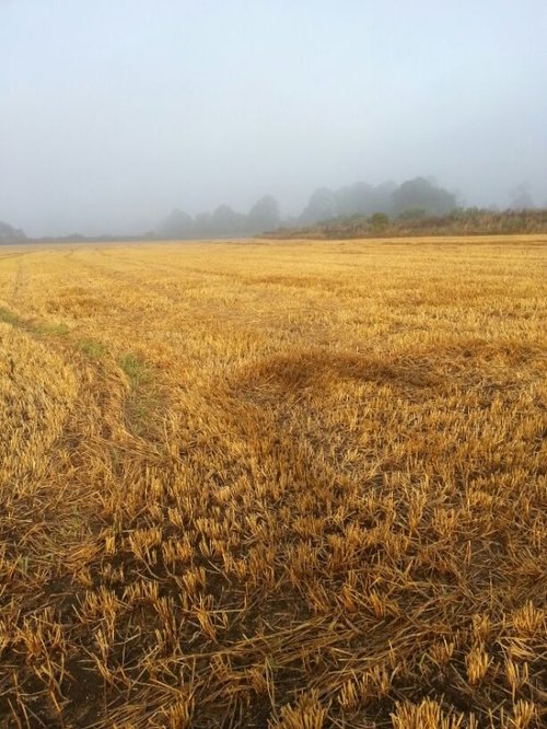 Freshly cut by the river Nidd, Tockwith