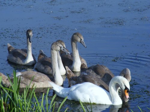 New swans