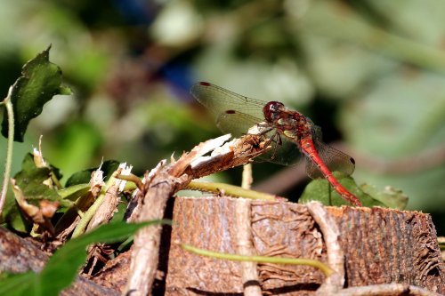 Meadowhawk dragonfly