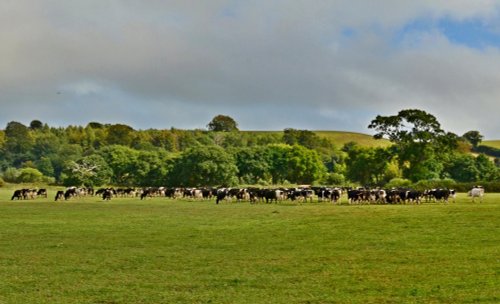 Cows in an Otterton field