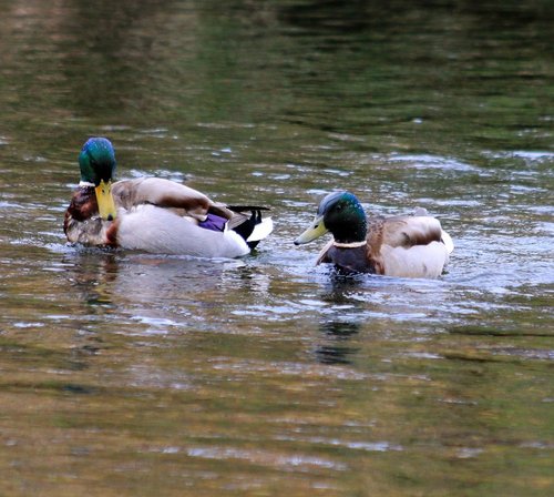 Mallards