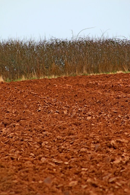 Budleigh's red soil ploughed