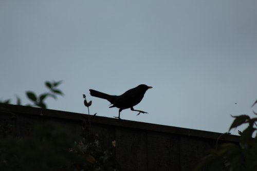 Strutting silhouette