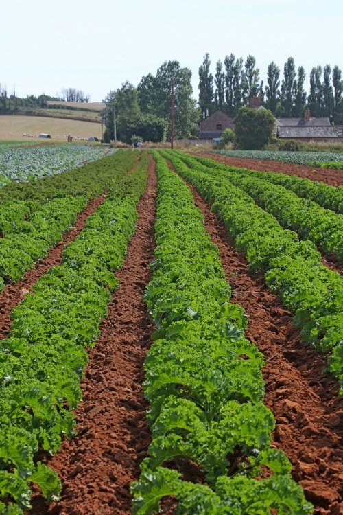 Rows of Budleigh kale