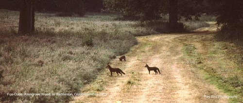 Where's Mum ? Fox-Cubs, nr Badminton, Gloucestershire 1983