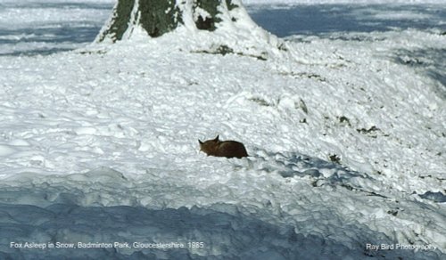 Fox snoozing !! Badminton Park, Gloucestershire 1985