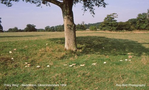 A picture of Badminton