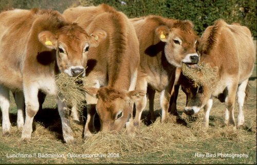 Jersey Heifers, Badminton, Gloucestershire 2008