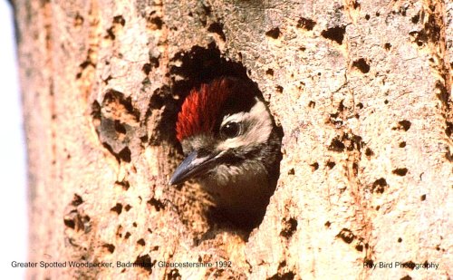 Greater Spotted Woodpeker, nr Badminton, Gloucestershire 1992