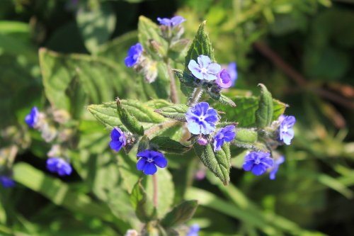 Budleigh's colourful weeds