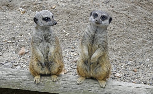 Wingham Wildlife Park