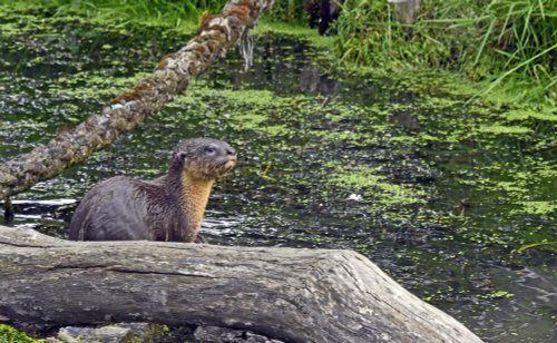 Wingham Wildlife Park