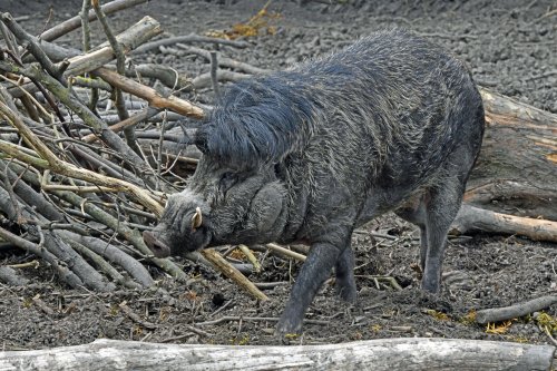 Wingham Wildlife Park