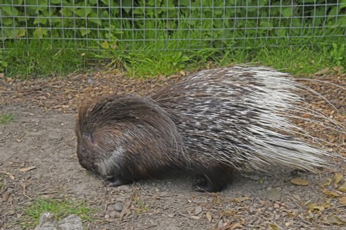 Wingham Wildlife Park