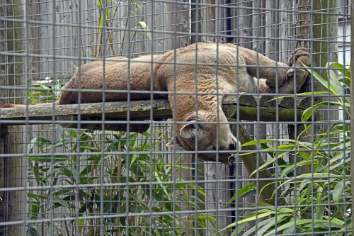 Wingham Wildlife Park
