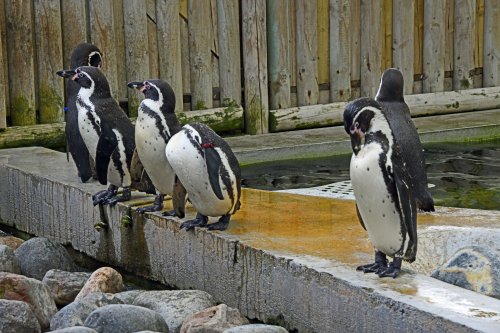 Wingham Wildlife Park