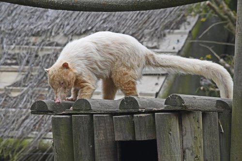Wingham Wildlife Park