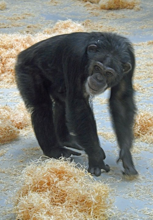 Wingham Wildlife Park