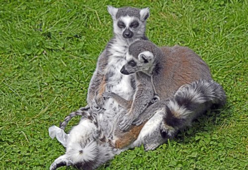 Wingham Wildlife Park