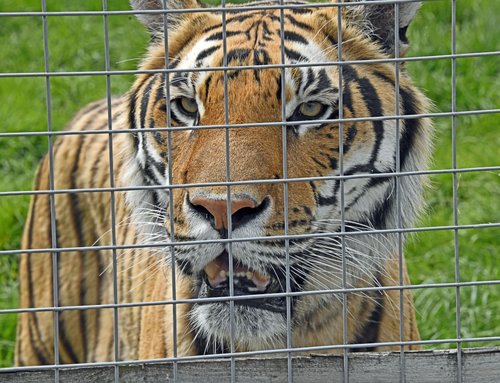 Wingham Wildlife Park