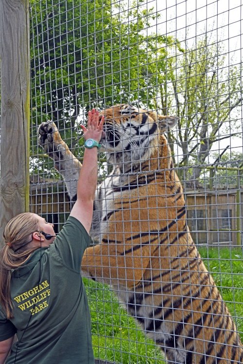 Wingham Wildlife Park