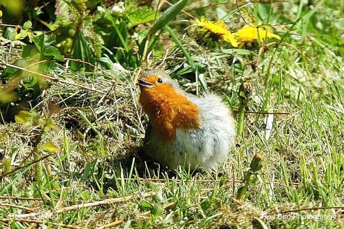 Robin basking in sun in garden, Acton Turville, Gloucestershire