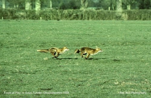 Vixen & Dog Fox at play, nr Acton Turville, Gloucestershire 1988