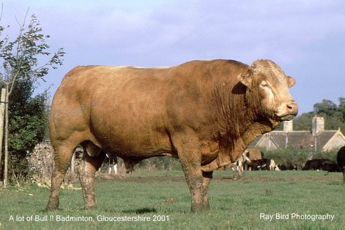 A lot of Bull, Badminton, Gloucestershire 2001
