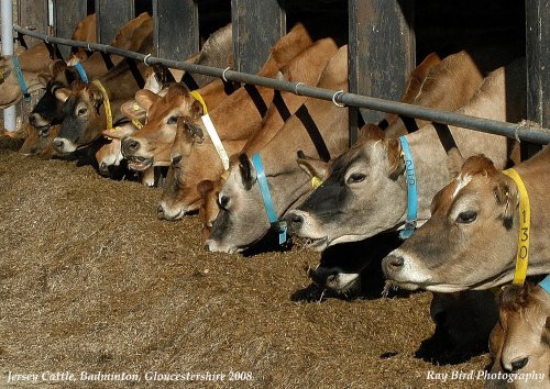 Jersey Cattle Feeding, Badminton, Gloucestershire 2008