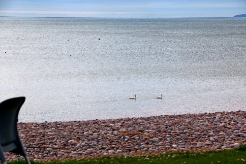Swans swimming in the sea at Budleigh